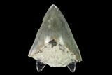 Bargain, Serrated Megalodon Tooth - Indonesia #149884-1